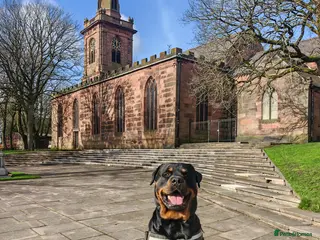 Rottweiler dogs Rottweiler for stud full pedigree, health tested - Advert 1