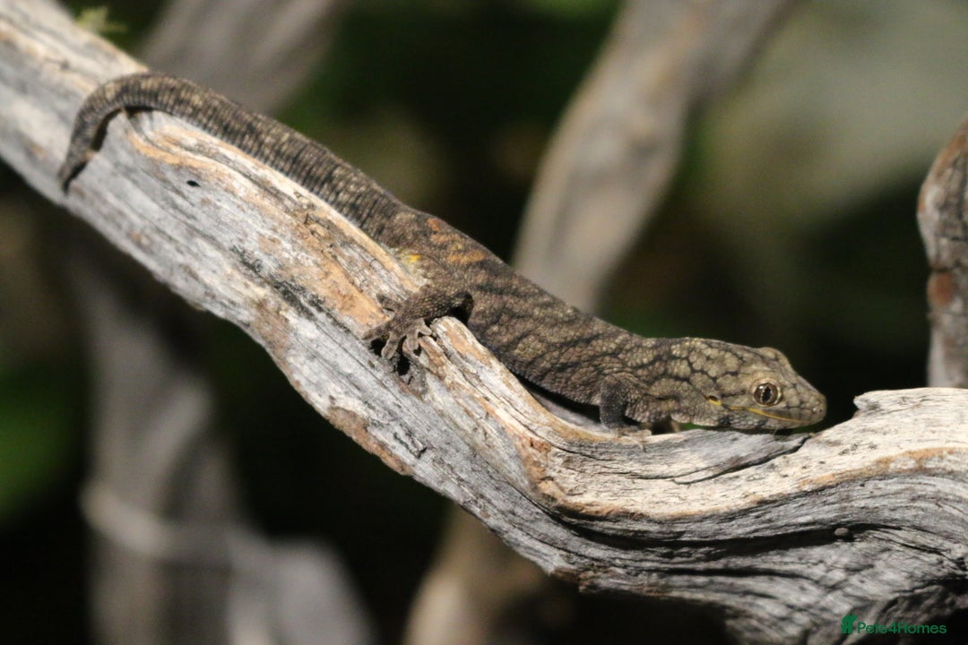 Gecko reptiles for sale: Eurydactylodes Viellardi - Chameleon Gecko - Image 4
