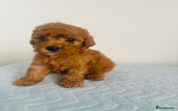 Maltipoo dogs for sale: 🐾 F1BB Maltipoo Puppies  - Image 4
