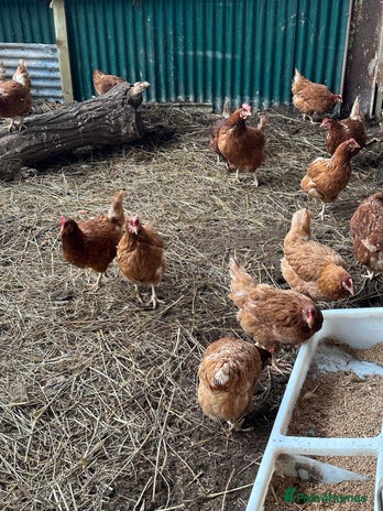 Hens poultry - Advert 18
