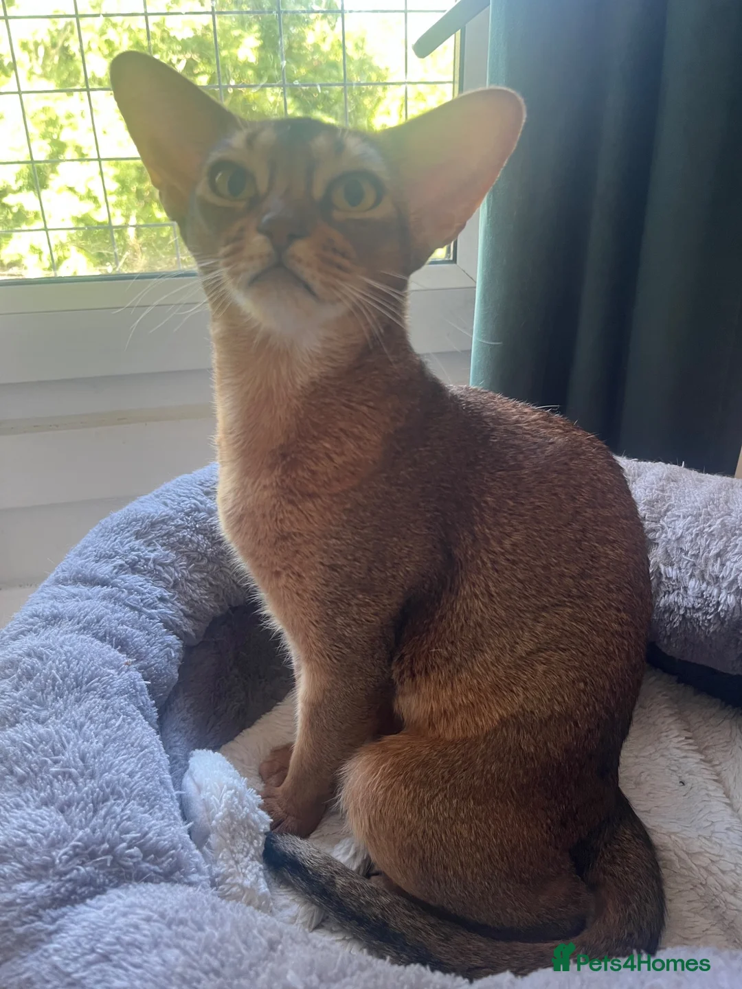 Abyssinian cats for sale: Sweet Sonia - Advert 2