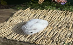 Hamster rodents for sale: Female Dwarf Hamster  - Image 2