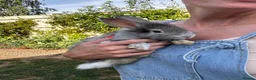 Lionhead rabbits for sale: Various Lionhead rabbit babies £45 each - Advert 8