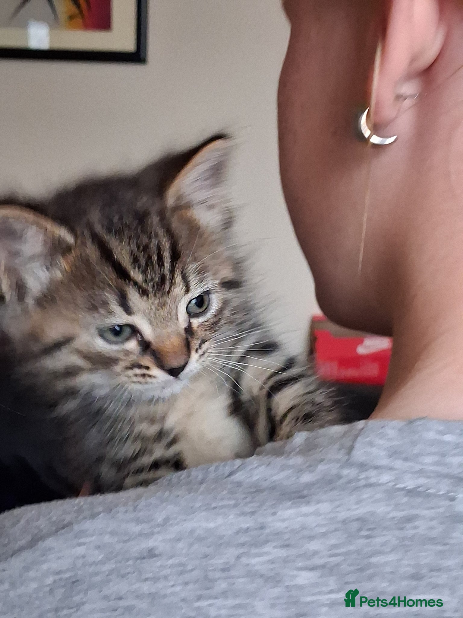 Mixed Breed cats for sale: 2 Female Tabby Kittens in Ormskirk - Advert 6