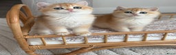 British Shorthair cats for sale: Golden British shorthair kittens - Advert 22