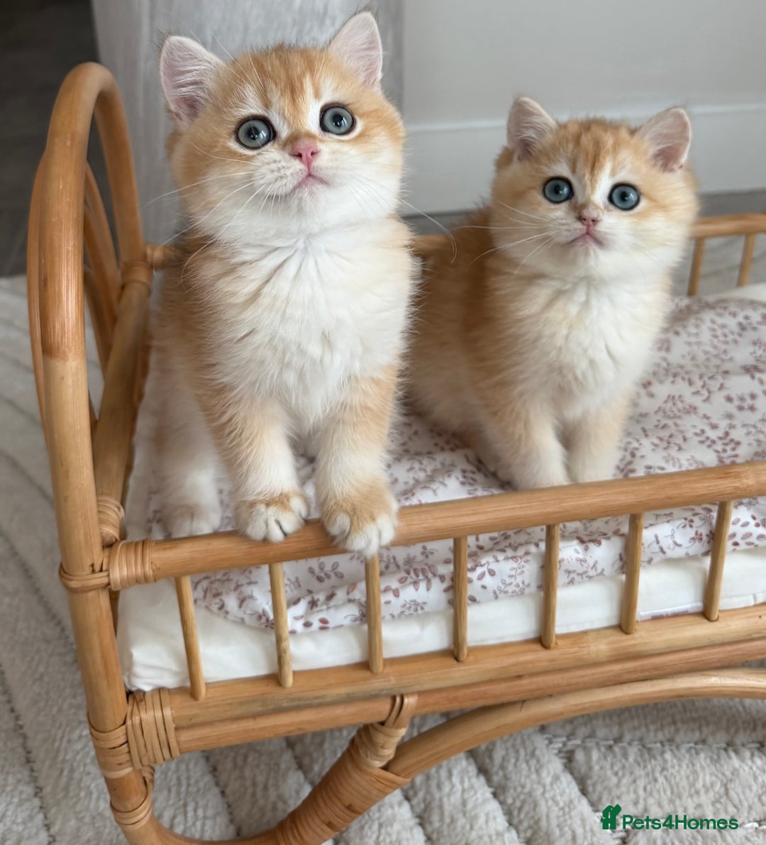 British Shorthair cats for sale: Golden British shorthair kittens - Advert 22