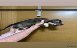 Mixed Breed dogs for sale: Puppies for sale  - Image 32