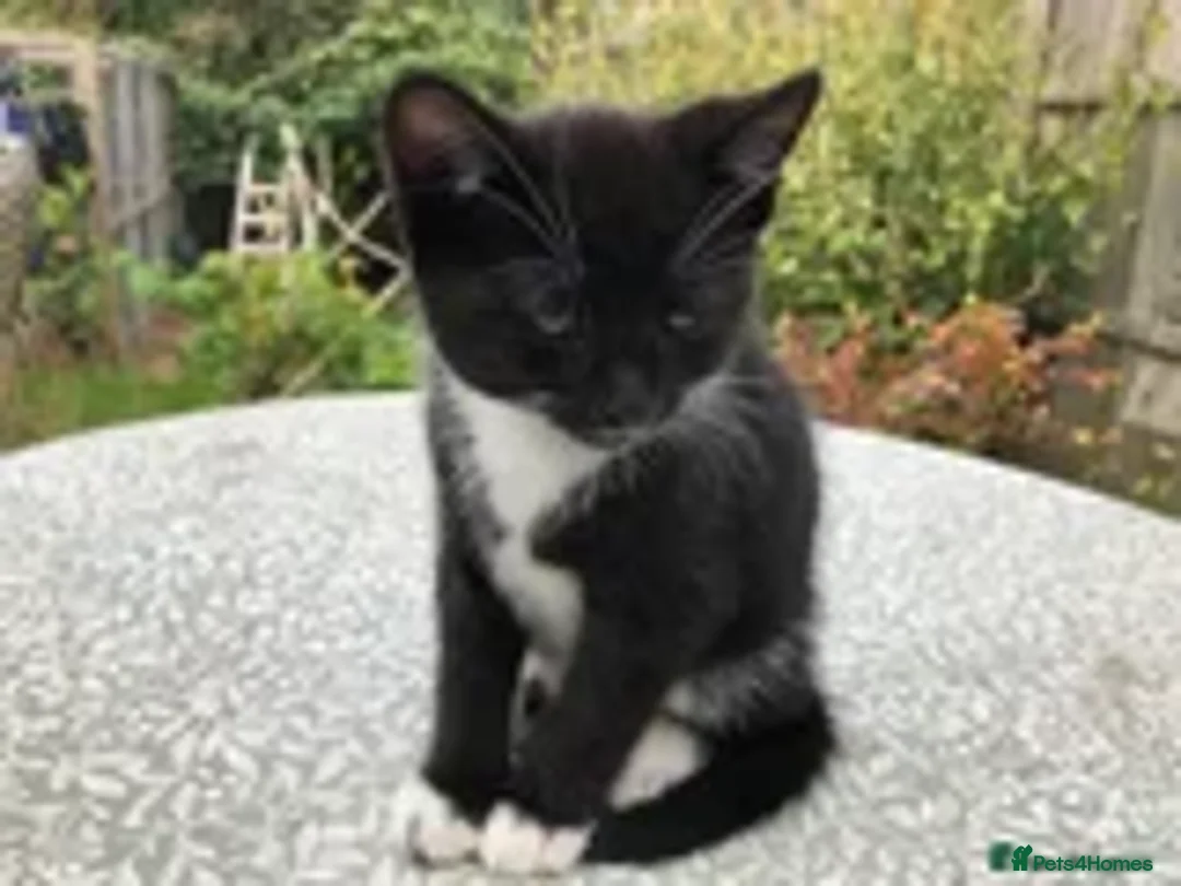 Mixed Breed cats for sale: 2 LEFT: Beautiful kittens in need of good homes - Image 7