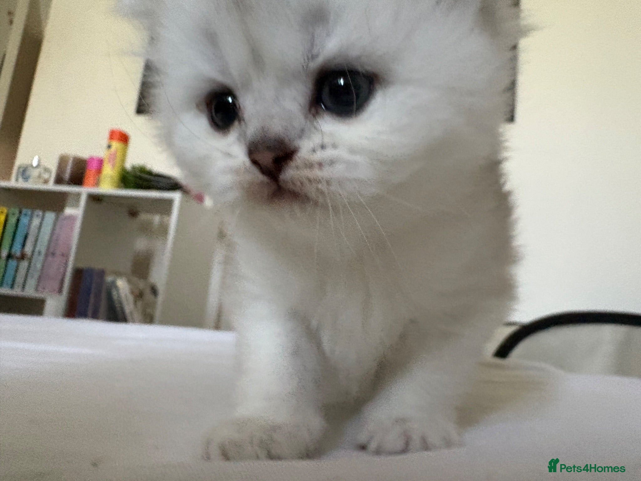Scottish Fold cats Gorgeous Scottish fold kittens - Advert 6