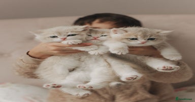 British Shorthair cats Cuddly Golden Blue British Shorthair girl  - Advert 1