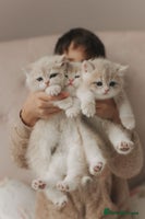 British Shorthair cats Cuddly Golden Blue British Shorthair girl - Advert 1