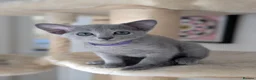 Russian Blue cats for sale: Stunning Full Pedigree Russian Blue  - Advert 4