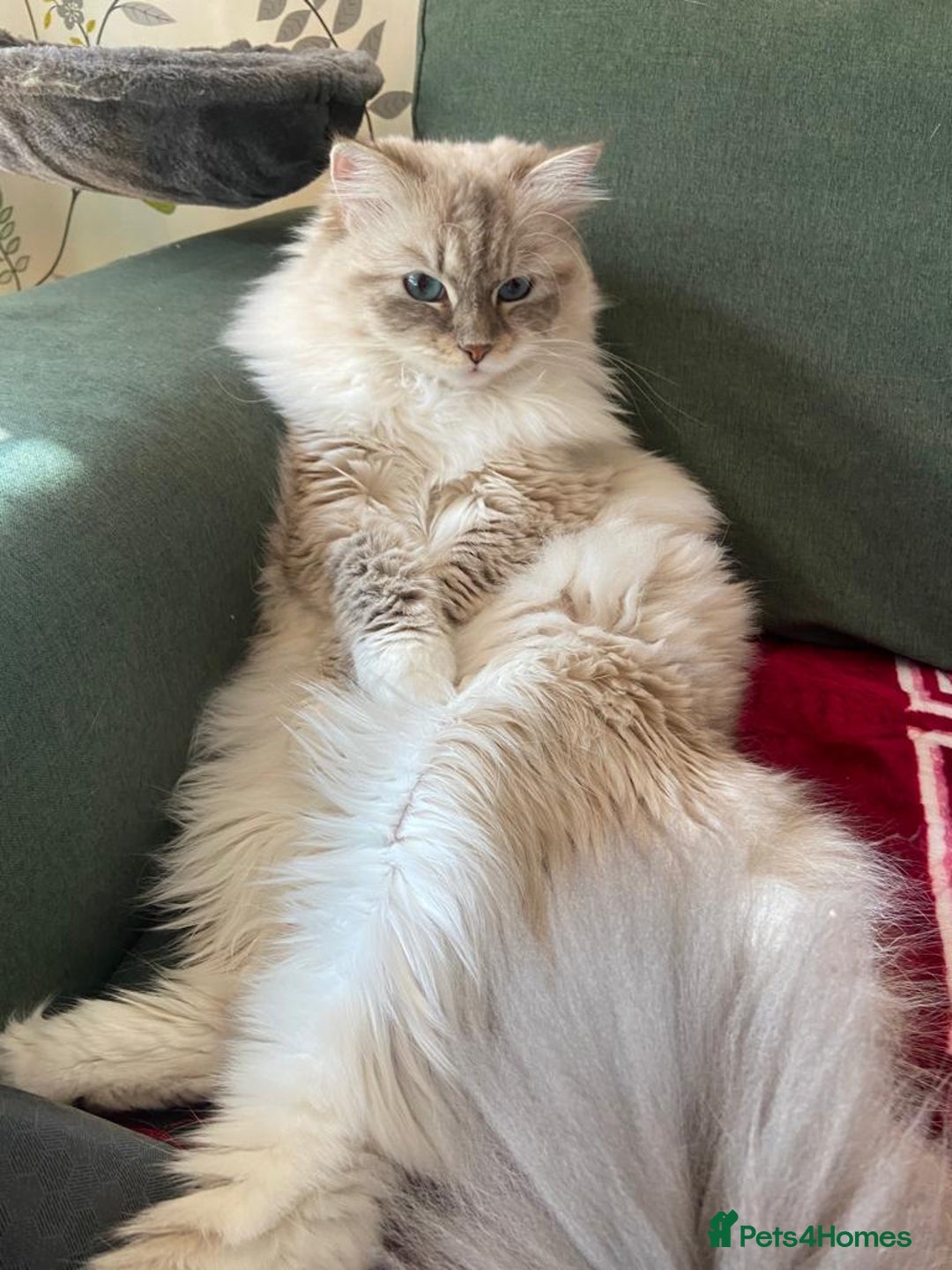 Siberian cats for sale: Siberian Neva Masquerade - Image 5