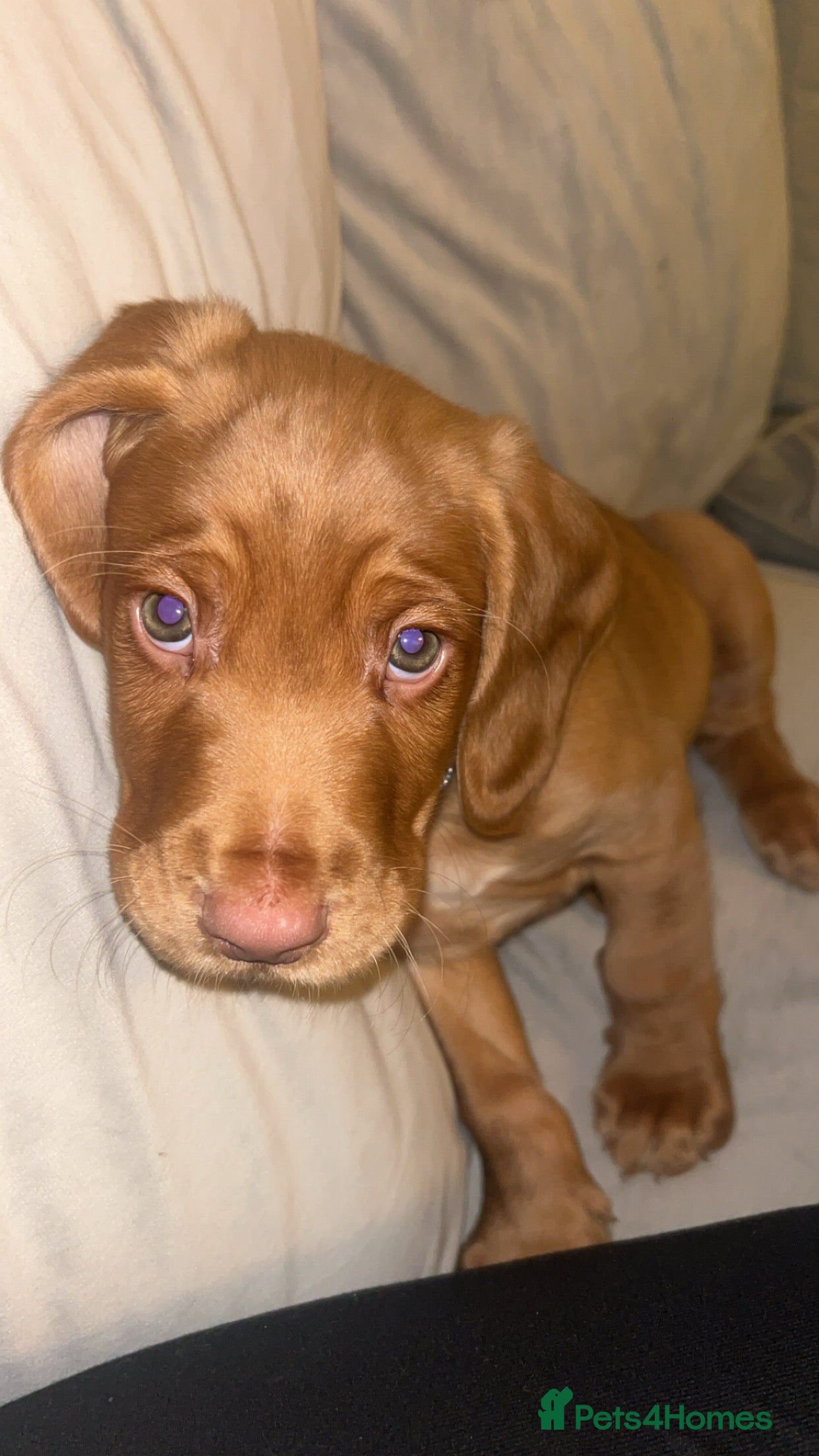 Cockerdor dogs 10 week old cockerdor  - Advert 1