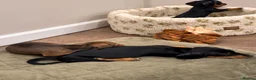 Miniature Dachshund dogs for sale: Miniature dachshund  - Advert 12