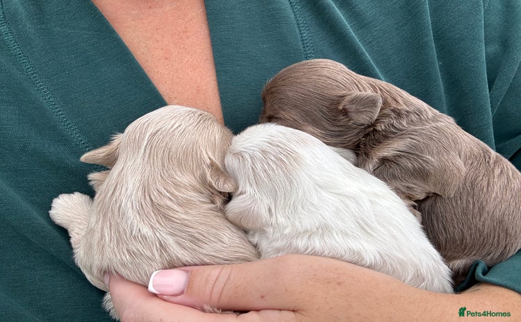 Shih Tzu dogs - Advert 1