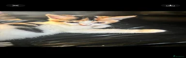 Calico Kitten 4