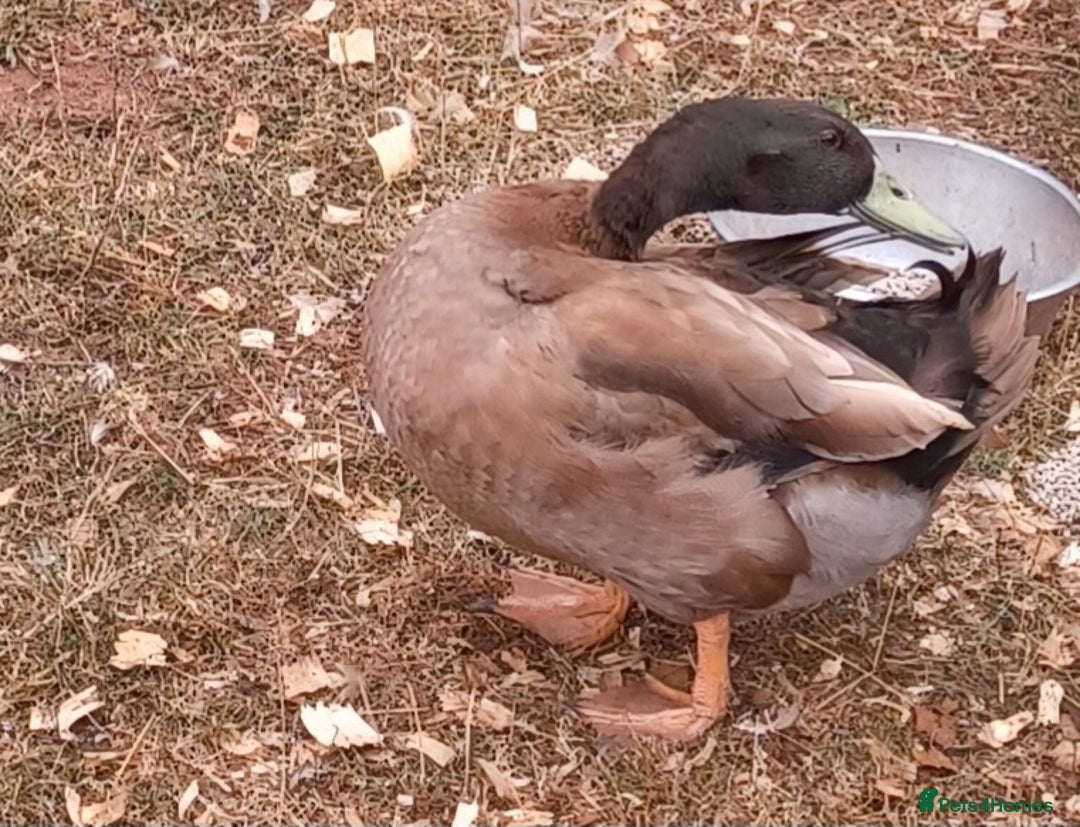 Ducks poultry for sale: Khaki Campbell 2025 drakes, offers considered in Tiverton - Image 15