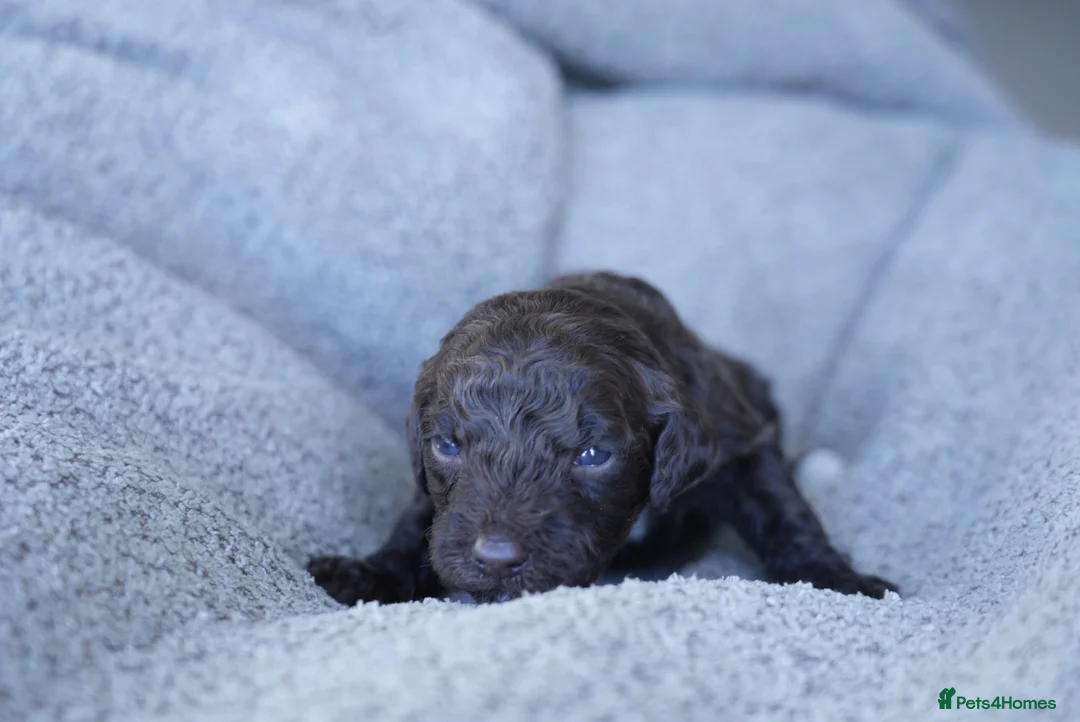 Sproodle dogs for sale: 7 Beautiful Sproodle Puppies - Advert 23