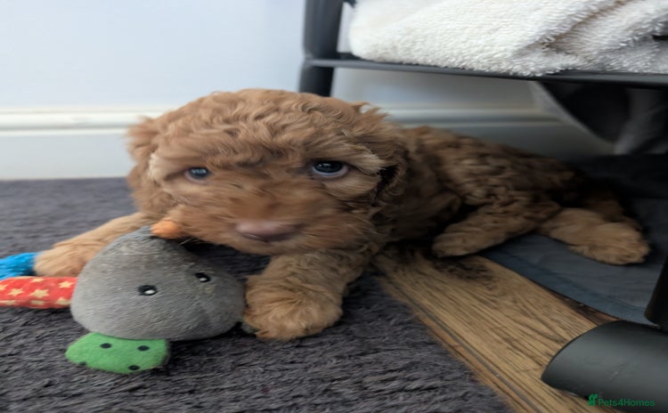 Cockapoo dogs - Advert 16