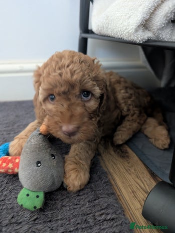 Cockapoo dogs - Advert 16