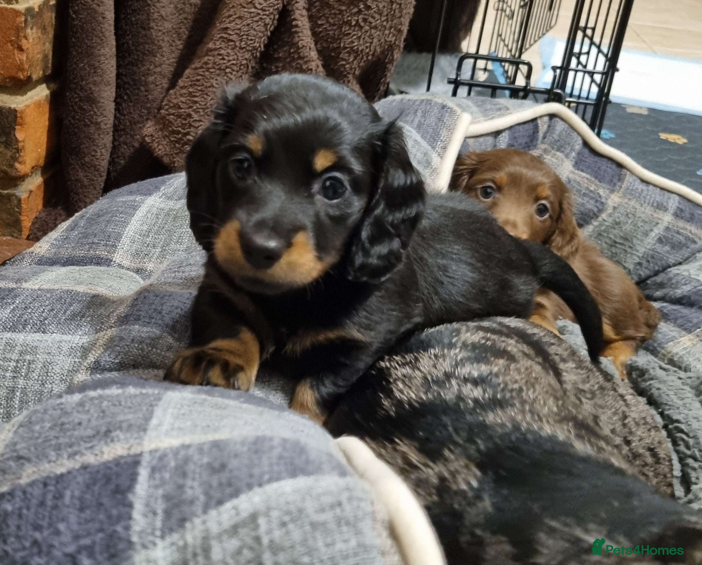 Miniature Dachshund dogs 🐾💙KC Long Haired Little Boy 💙🐾  - Advert 3