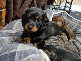 Miniature Dachshund dogs 🐾💙KC Long Haired Little Boy 💙🐾 - Advert 1