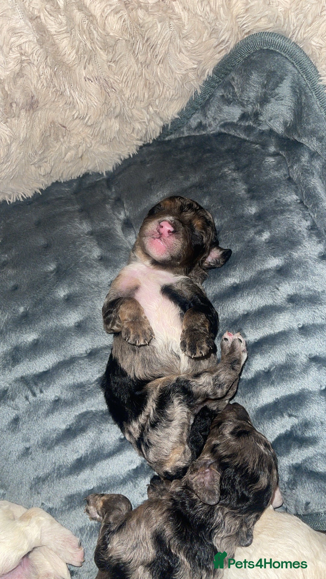 Mixed Breed dogs for sale: Cavapoochon X cockapoo - Image 19