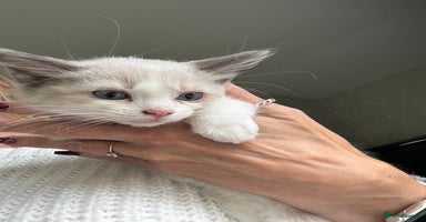 Ragdoll cats - Advert 12