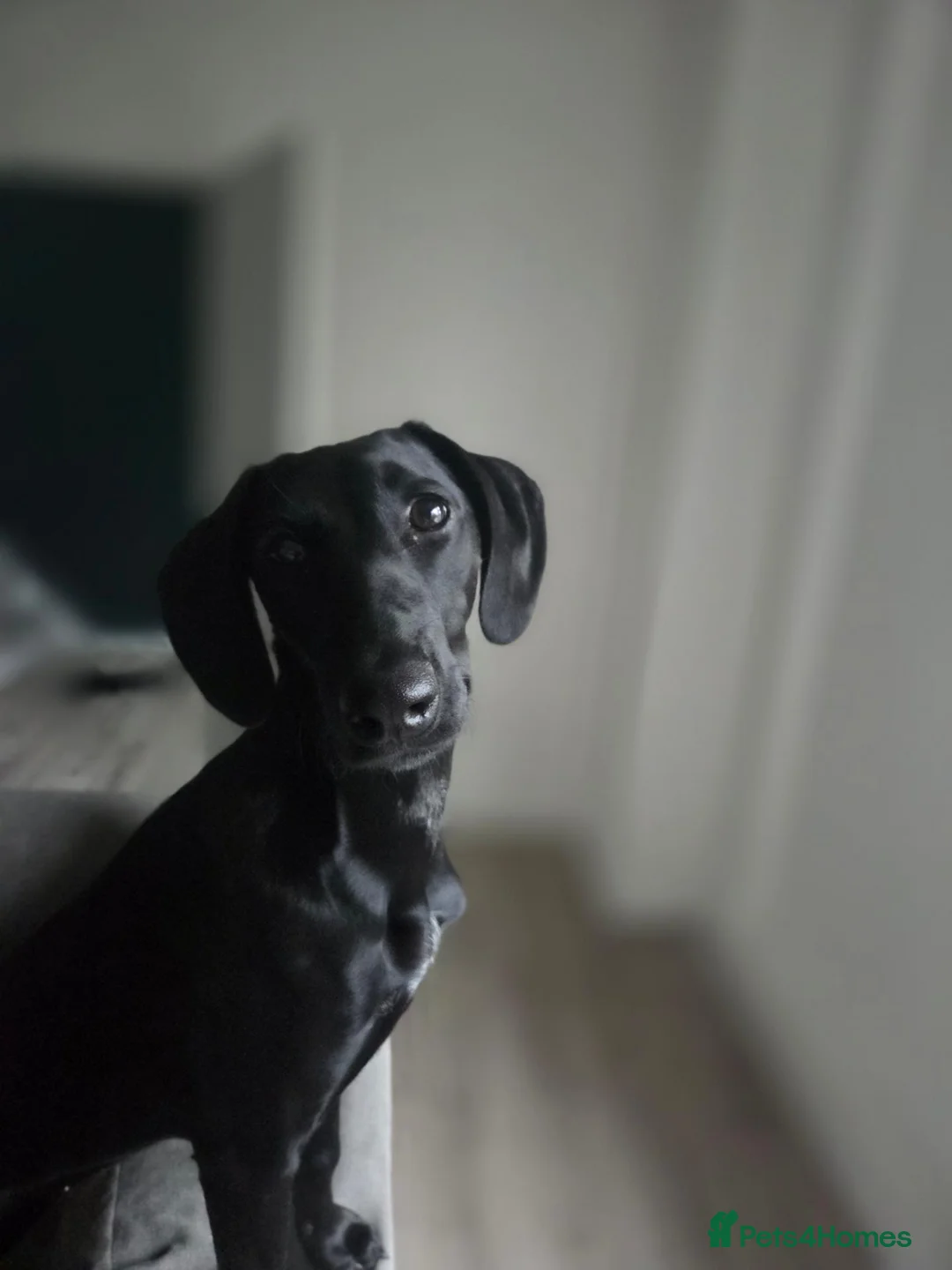 Mixed Breed dogs for sale: Saluki x german pointer in Chester-le-Street - Advert 2