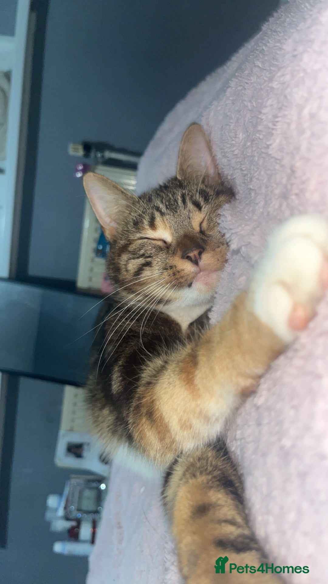 British Shorthair cats for sale: Nalah  - Advert 2