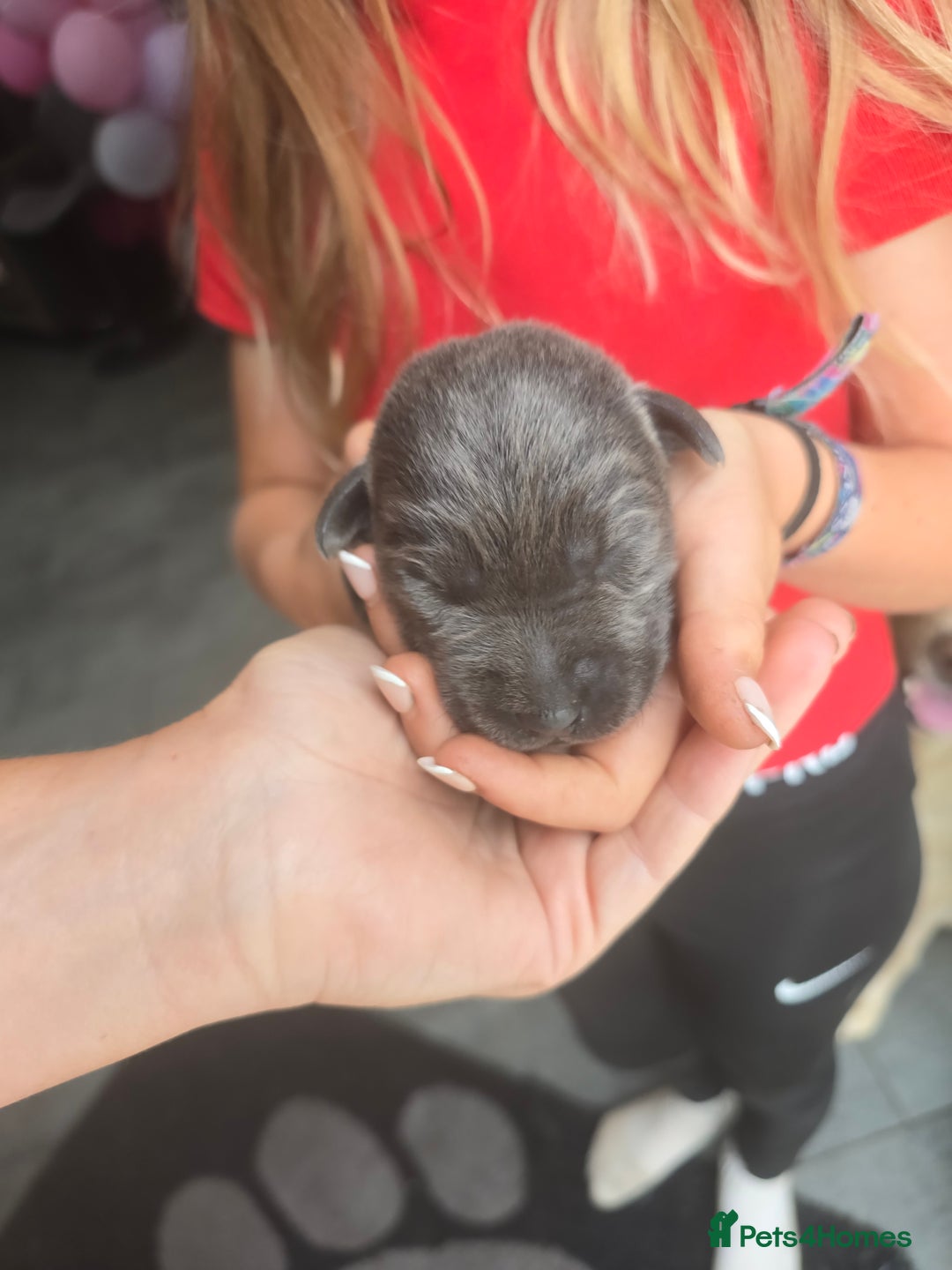 Labrador Retriever dogs for sale: Gorgeous top pedigree charcoal champagne Labrador - Image 12