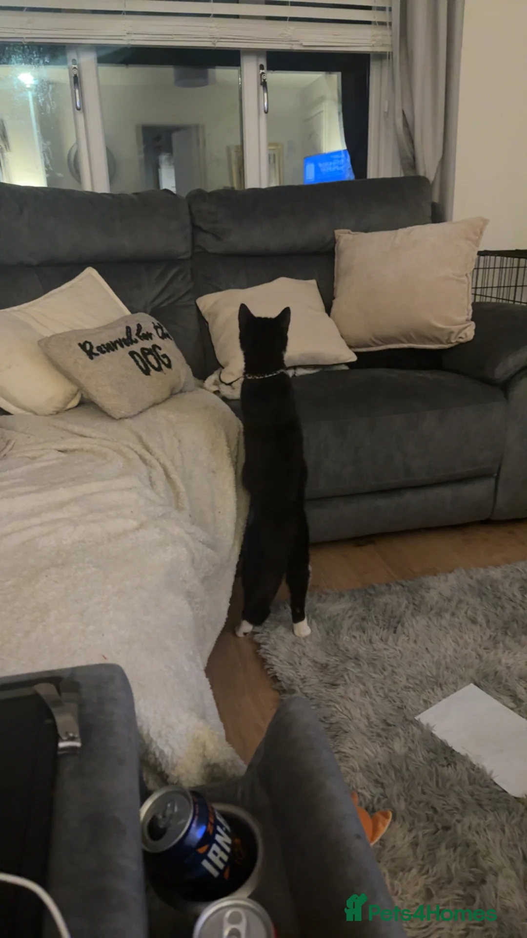 British Shorthair cats for sale: Beautiful 1 year old British Shorthair female cat - Advert 3