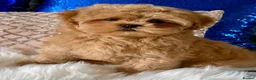 Shihpoo dogs for sale: Stunning Asian Shih Poo puppies - Advert 2