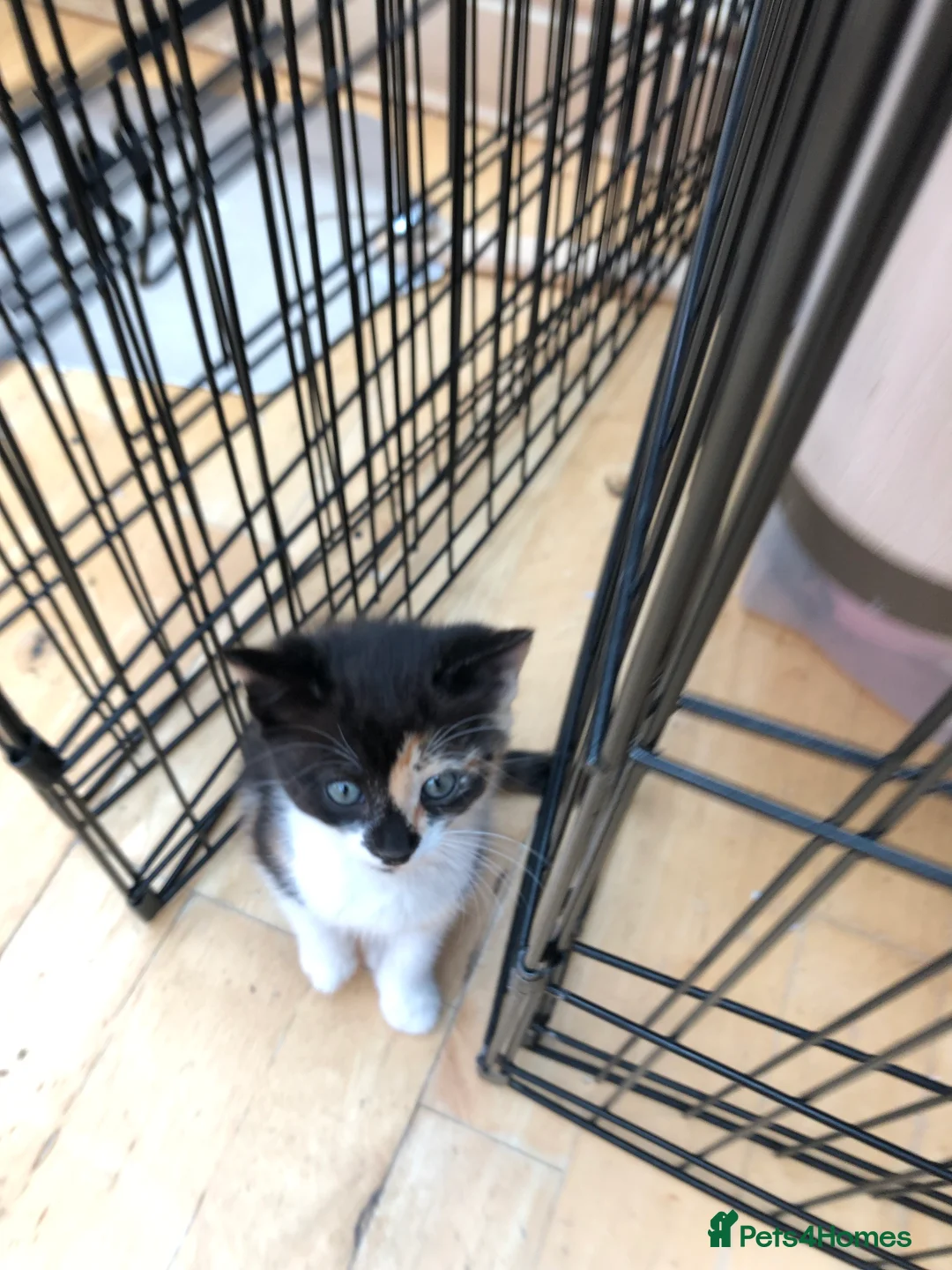 Mixed Breed cats for sale: Adorable kittens 🐾 🐈🐈‍⬛ - Advert 13