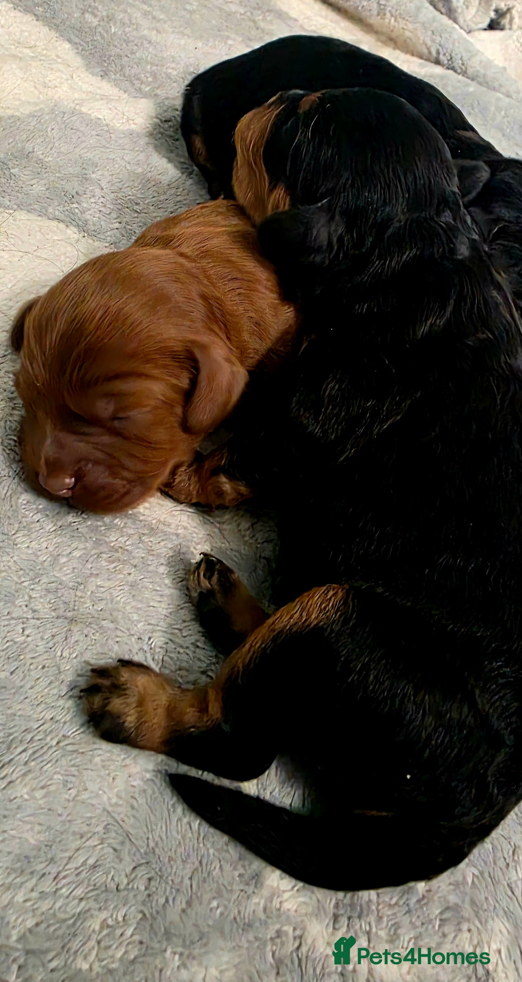 Cavapoo dogs Exquisite F1 Toy Cavapoos - Advert 3