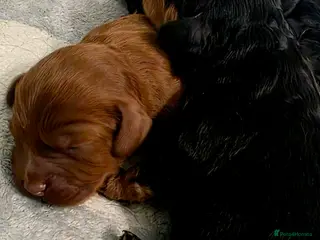 Cavapoo dogs Exquisite F1 Toy Cavapoos - Advert 3