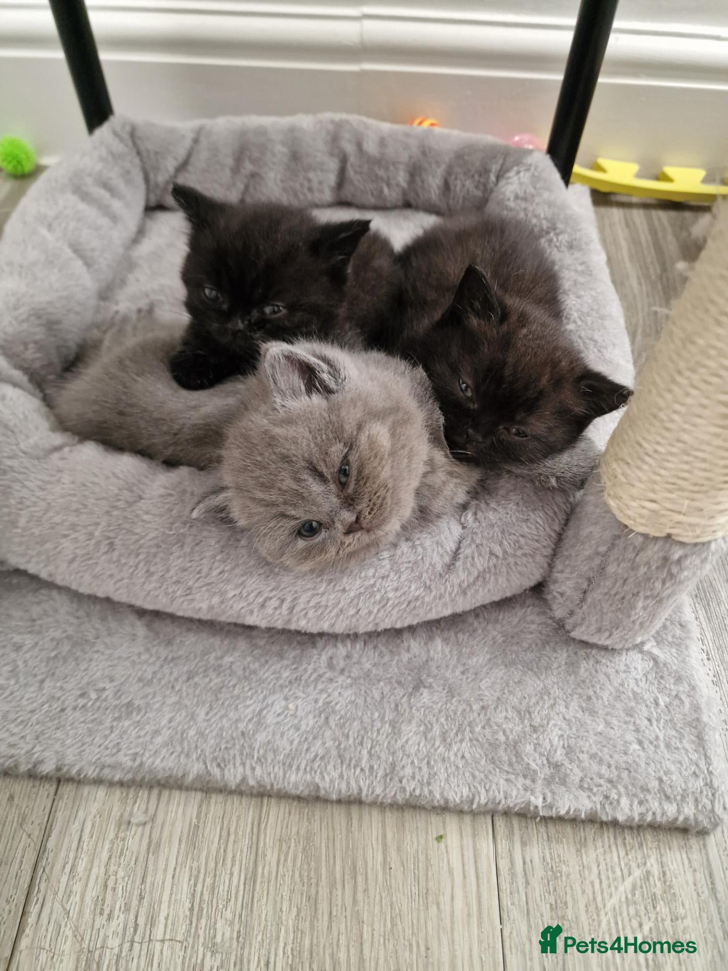 British Shorthair cats 2 kittens cu blue & 2 ciocolate dark  - Advert 1