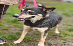 Mixed Breed dogs for adoption: 💖🐶 MARGOSHA 🐶💖 - Image 6