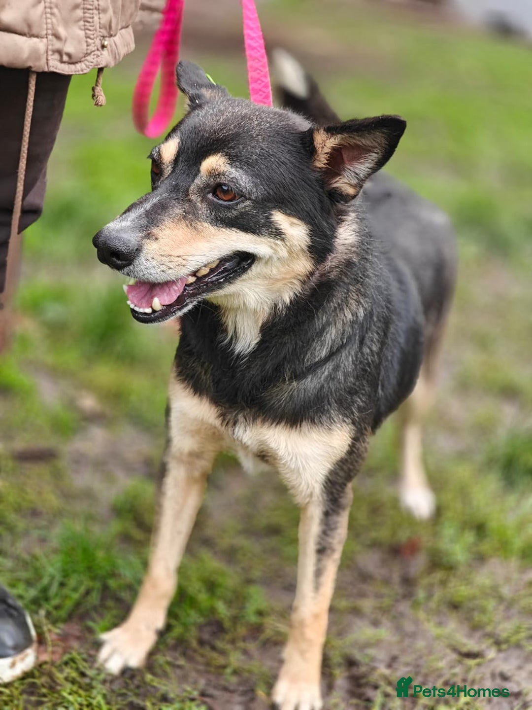 Mixed Breed dogs for adoption: 💖🐶 MARGOSHA 🐶💖 - Image 6