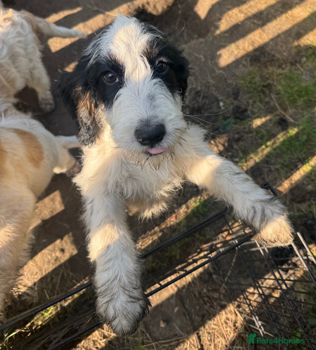 Cockapoo dogs for sale: PRICE REDUCED - READY NOW Chunky Parti Cockapoos in Milton Keynes - Image 31