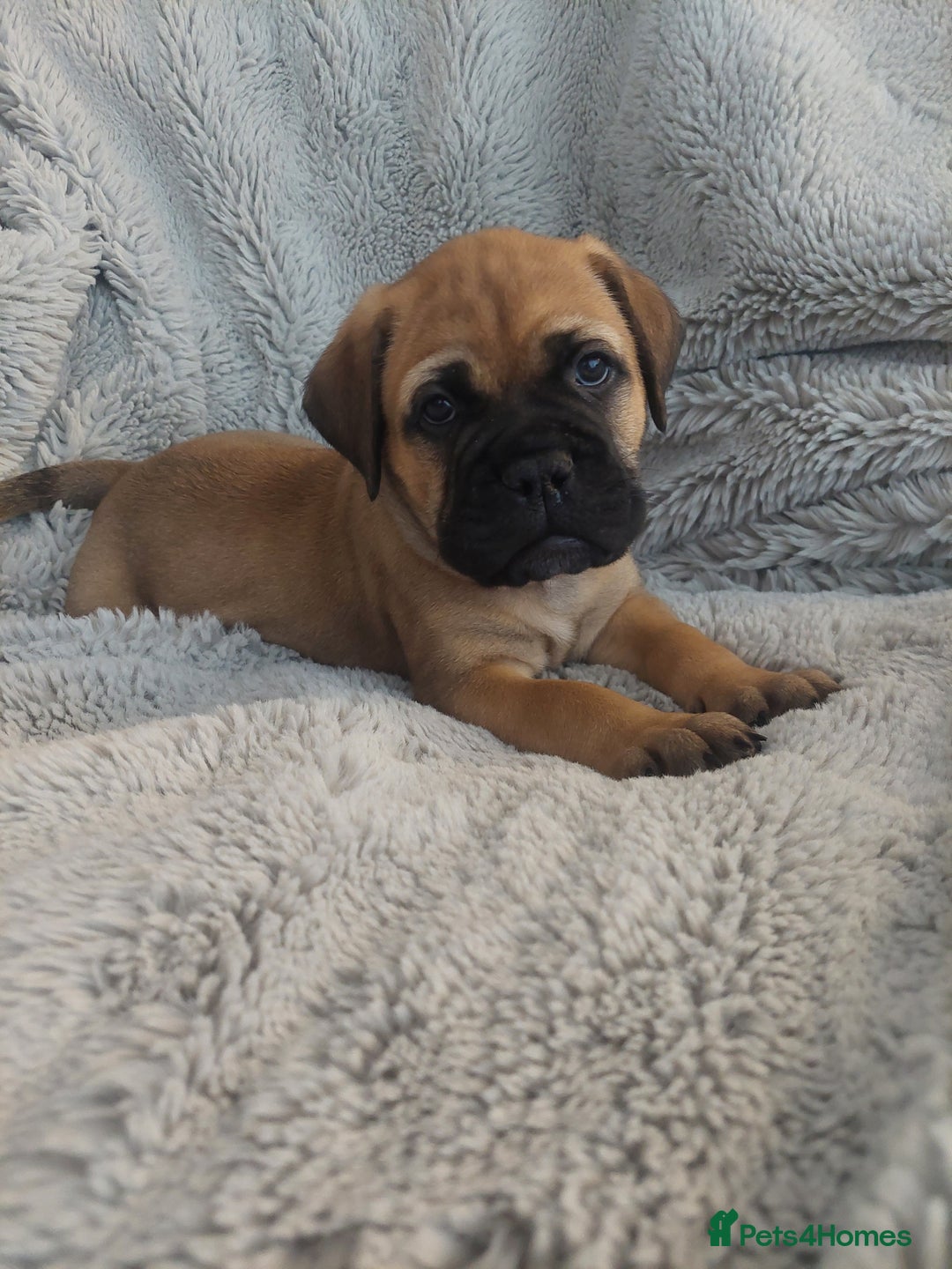 Bullmastiff dogs for sale: K.c registered Bullmastiff puppies  - Image 10