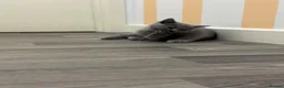 British Shorthair cats for sale: Beautiful Pure British Shorthair Blue Kittens  - Advert 28