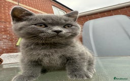 British Shorthair cats for sale: British shorthair kittens  - Image 14