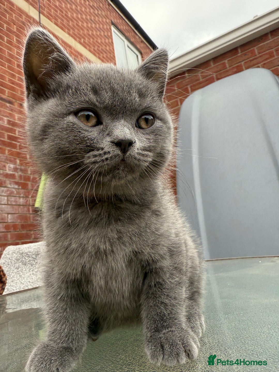 British Shorthair cats for sale: British shorthair kittens  - Image 14