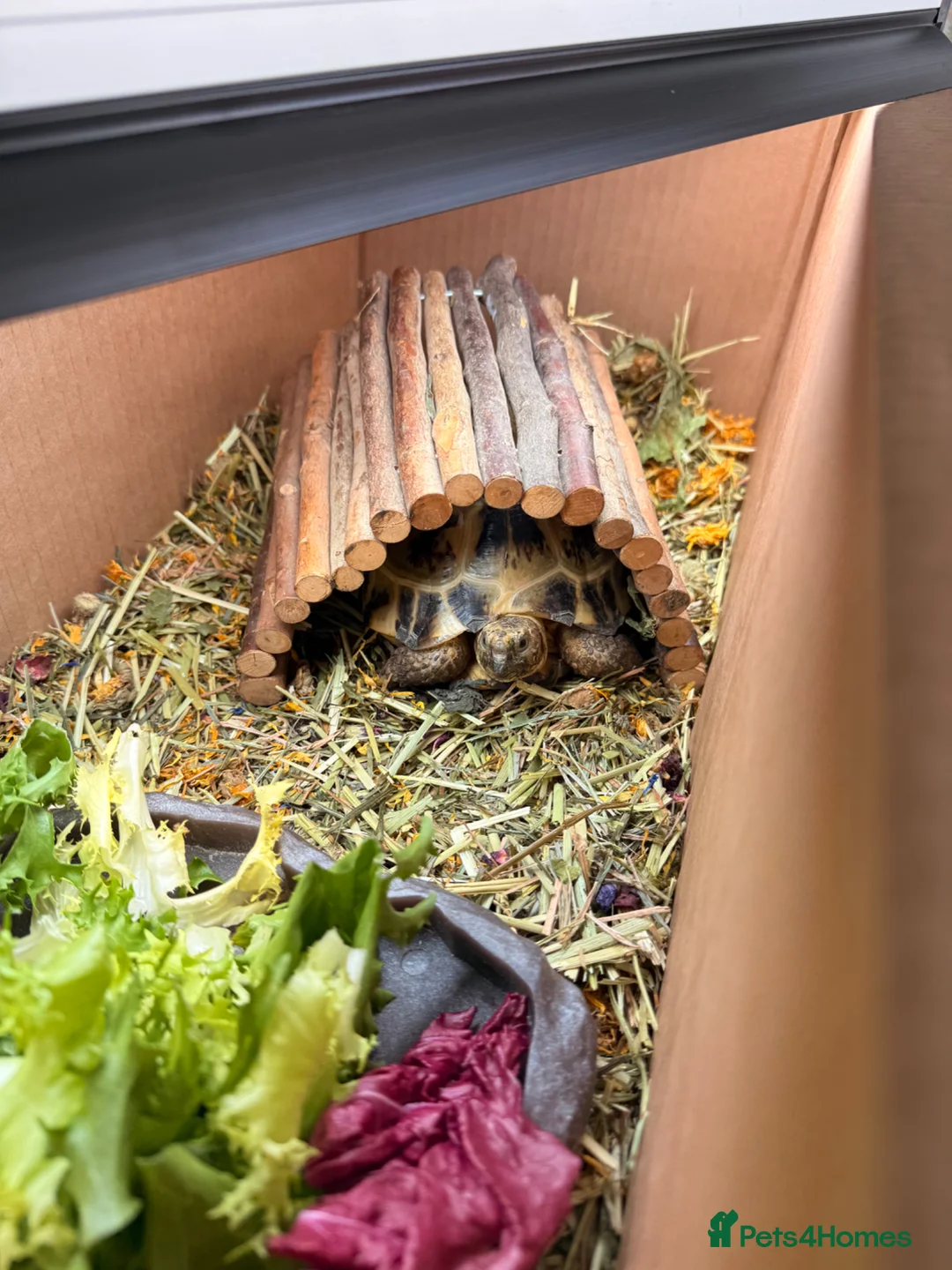 Tortoise reptiles for sale: Horsefield tortoise in Newcastle upon Tyne - Advert 8