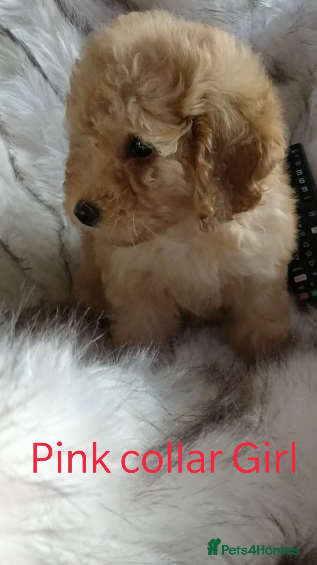 Toy Poodle dogs KC Toy Poodles red & black PRA clear READY NOW - Advert 1