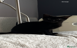 Mixed Breed cats for sale: Mother cat & her kittens wanting homes  - Image 12