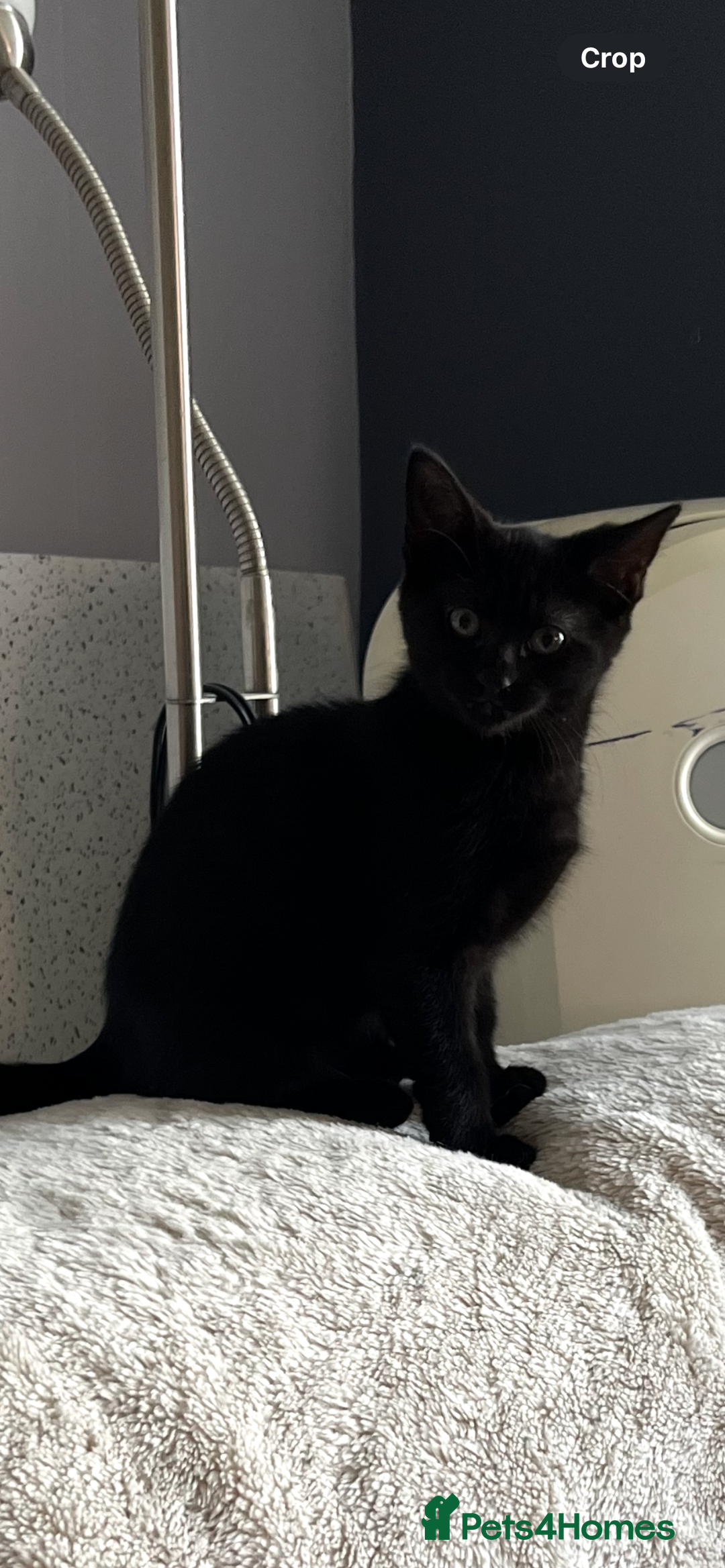 Mixed Breed cats for sale: Mother cat & her kittens wanting homes  - Image 12