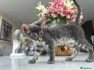Bengal cats 💙 READY NOW! Blue Female TICA Bengal kittens - Advert 11